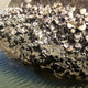Sydney rock oysters (Saccostrea glomerata) at Australia’s Wingan Inlet. Photo Courtesy of Stevage